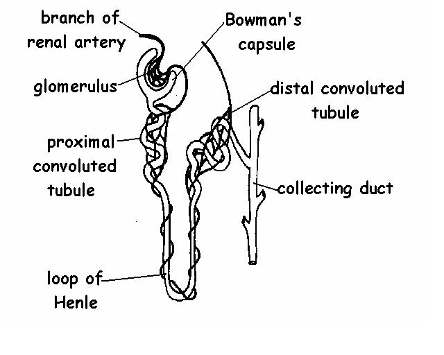 human digestive system diagram labeled. frog digestive system diagram