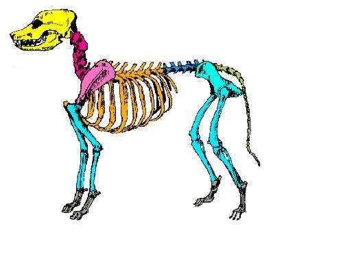 The Anatomy and Physiology of Animals/Skeleton Worksheet - WikiEducator