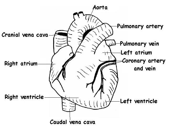 Heart external view labelled.JPG