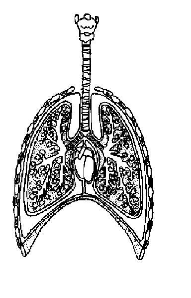 Respiratory System Worksheet - WikiEducator