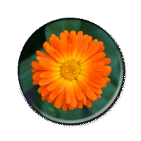 Image:GIFbutton.gif